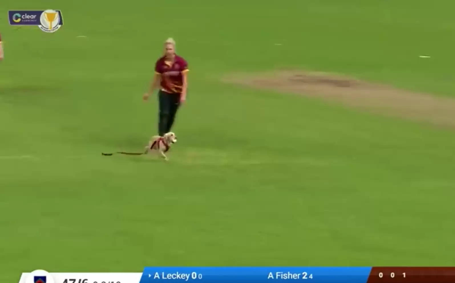 Watch: Dog invades pitch, runs away with the ball in Ireland women’s T20 Cup